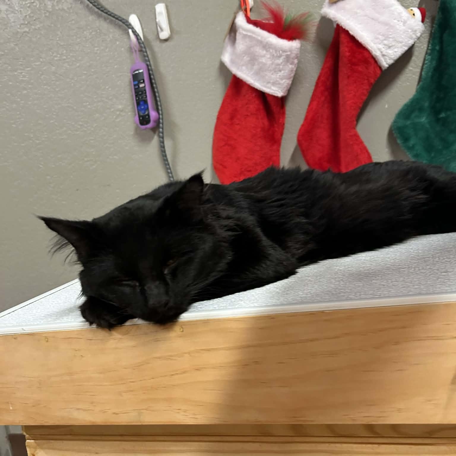 Taco Supreme, a ADOPTABLE mixed breed image 3/6