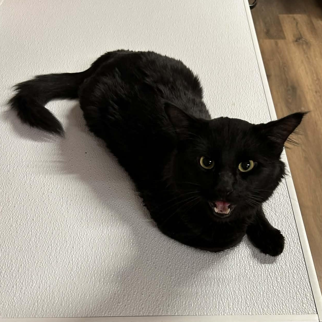 Taco Supreme, a ADOPTABLE mixed breed image 4/6