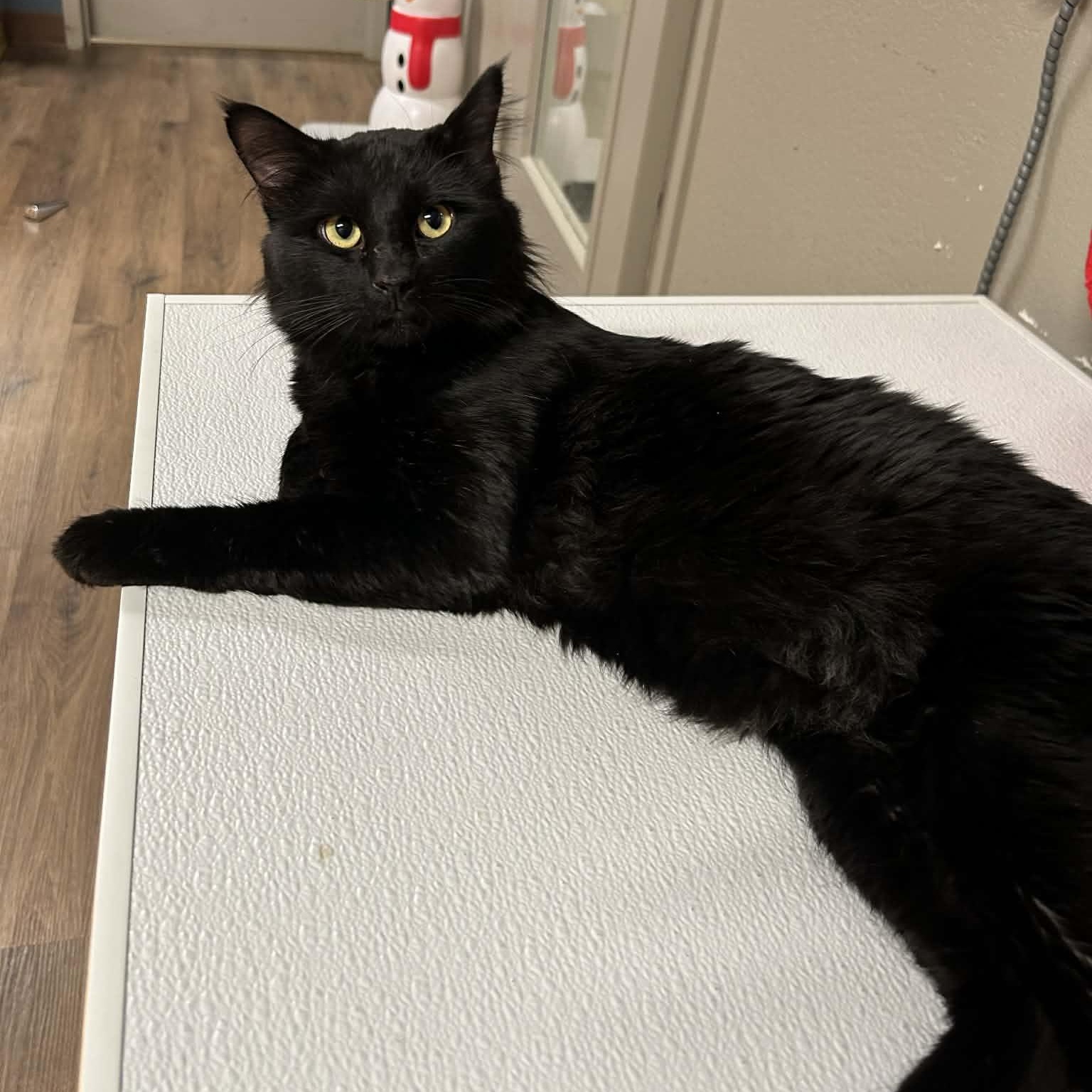 Taco Supreme, a ADOPTABLE mixed breed image 5/6