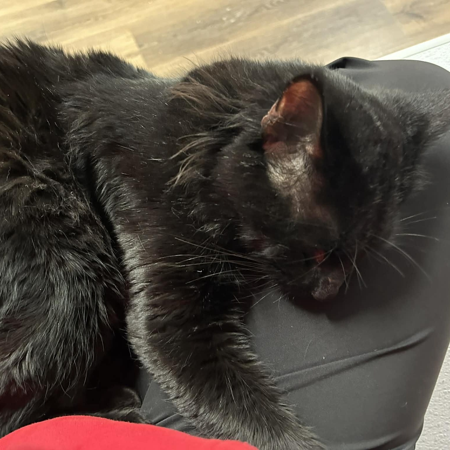 Taco Supreme, a ADOPTABLE mixed breed image 6/6