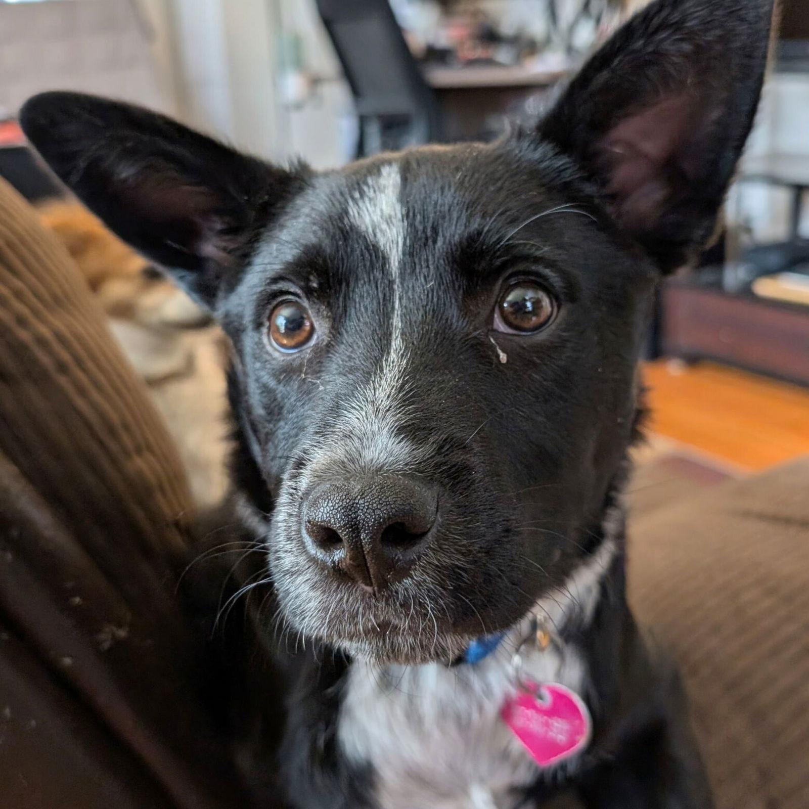 Lucky Day, a Adoptable Australian Cattle Dog / Blue Heeler in Laramie, WY image 2/3