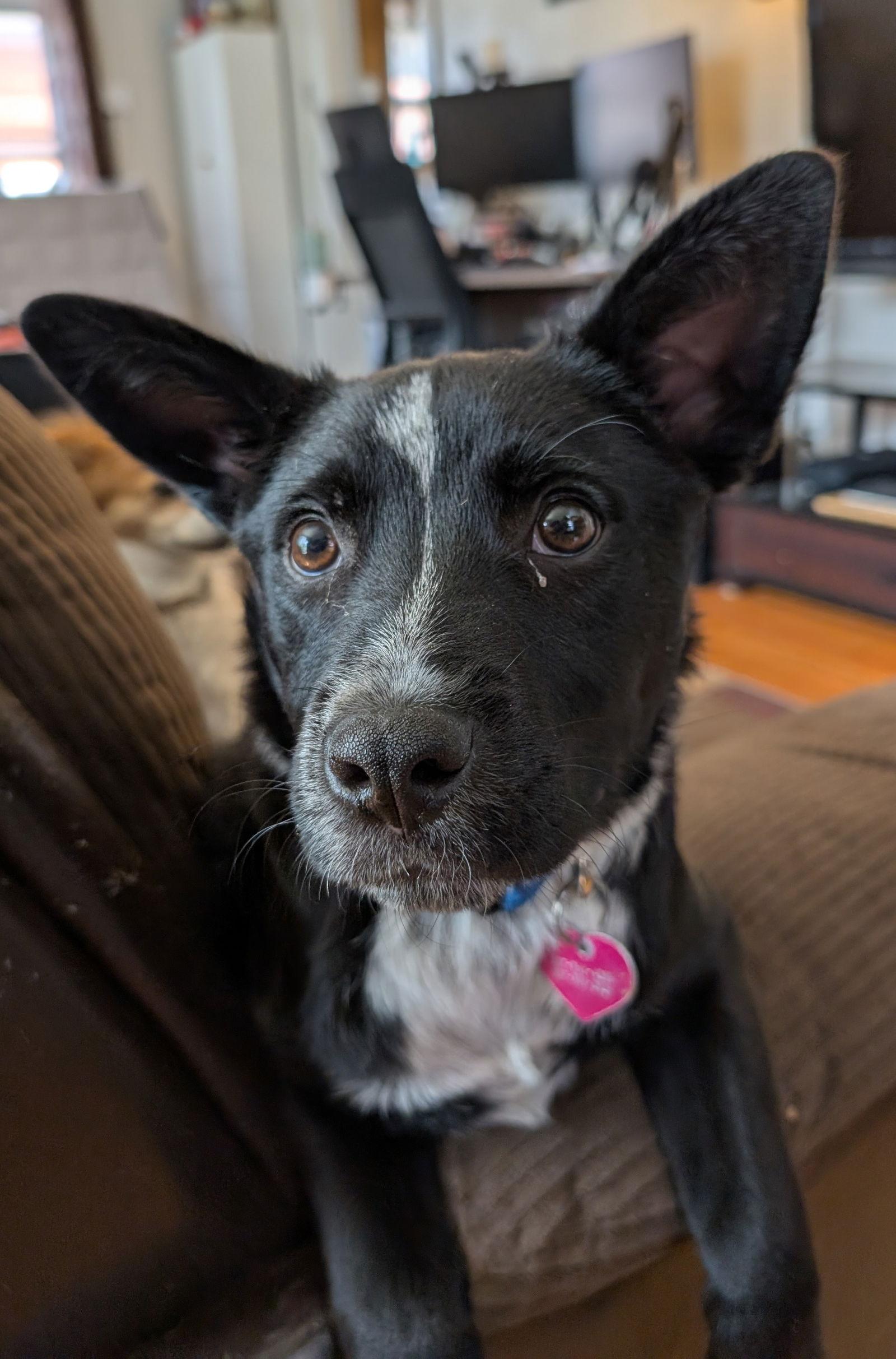 Lucky Day, a Adoptable Australian Cattle Dog / Blue Heeler in Laramie, WY image 3/3
