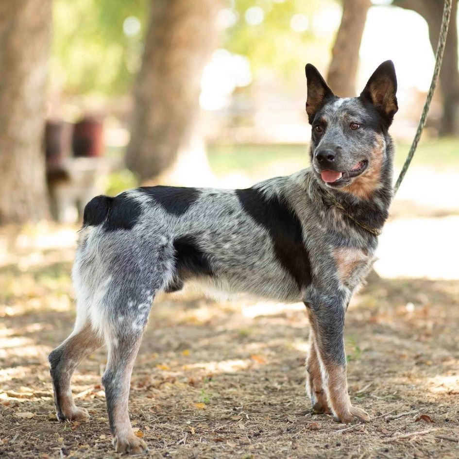 Roscoe, a Adopted Australian Cattle Dog / Blue Heeler in Sadler, TX image 3/4