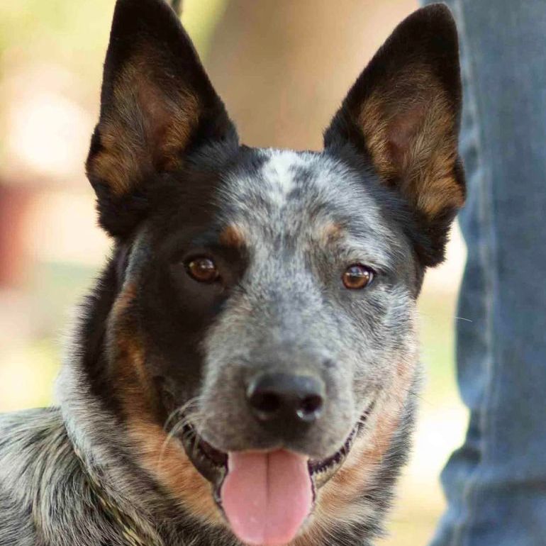 Roscoe, a Adopted Australian Cattle Dog / Blue Heeler in Sadler, TX image 4/4