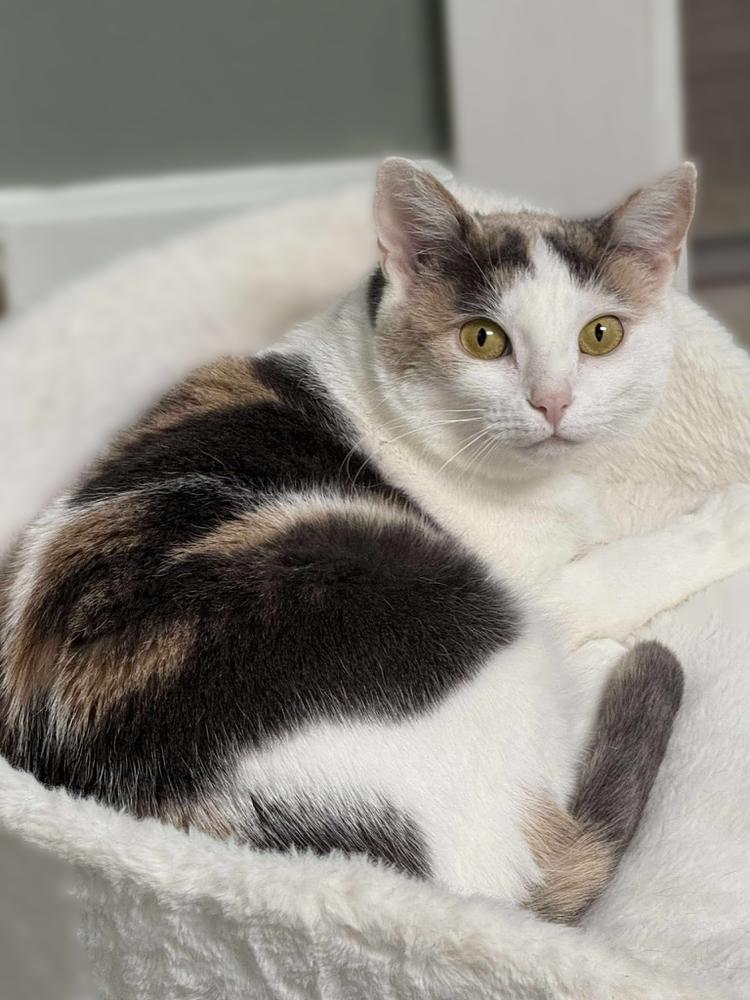 Avery Olaf, Adoptable, Young Female Domestic Short Hair.