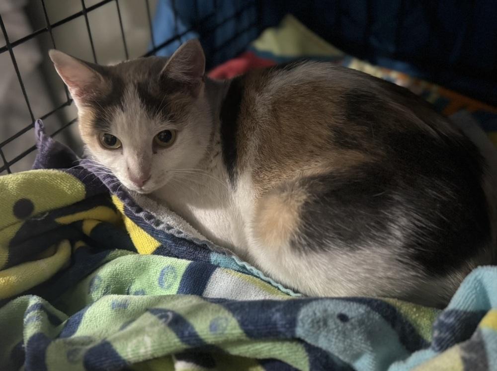 Enlarge Avery Olaf, a Adoptable Domestic Short Hair in Mount Laurel, NJ image 2/5