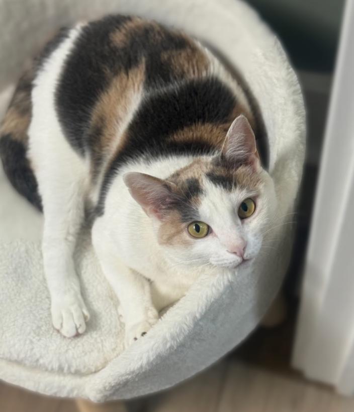 Enlarge Avery Olaf, a Adoptable Domestic Short Hair in Mount Laurel, NJ image 3/5