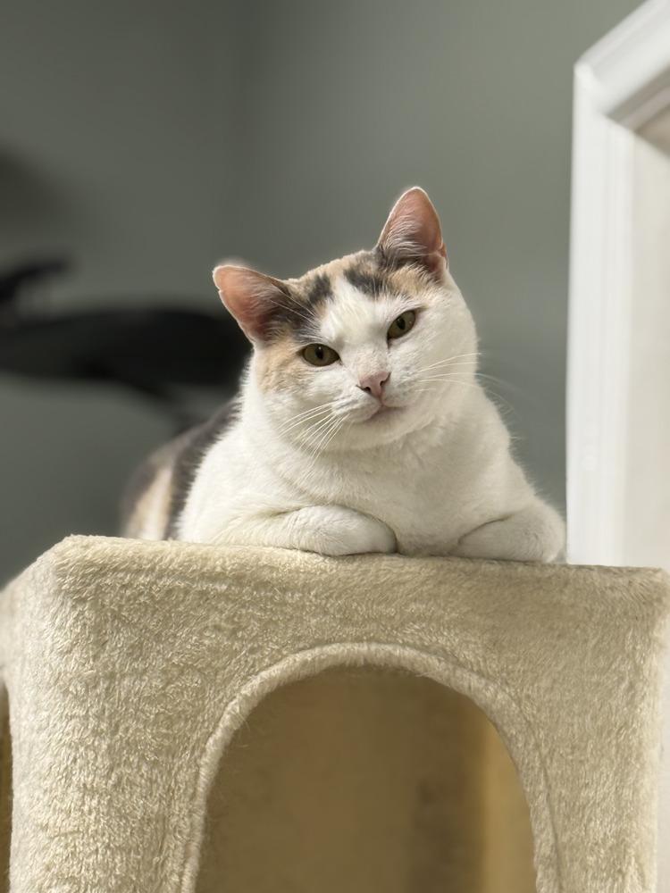 Enlarge Avery Olaf, a Adoptable Domestic Short Hair in Mount Laurel, NJ image 4/5