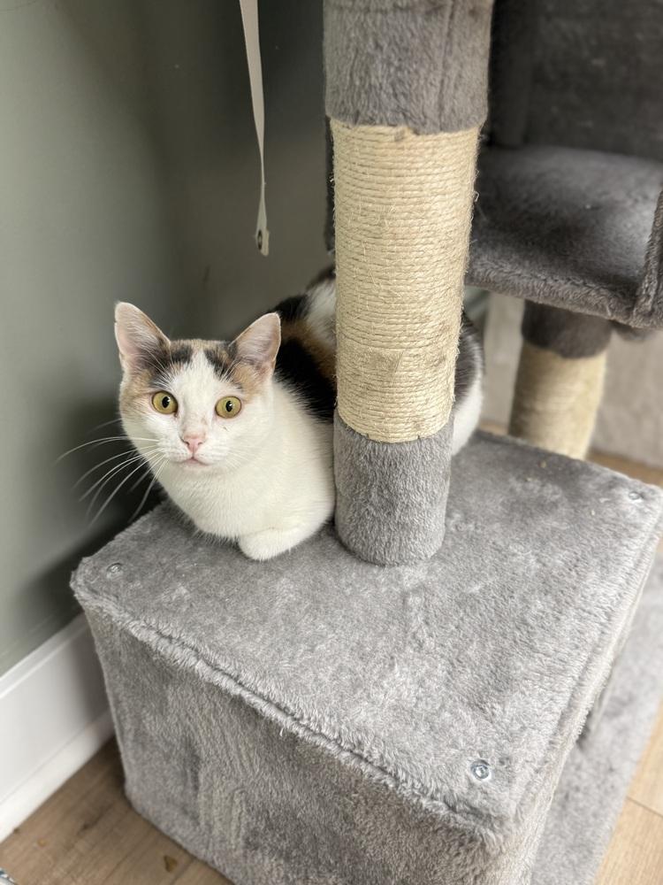 Enlarge Avery Olaf, a Adoptable Domestic Short Hair in Mount Laurel, NJ image 5/5