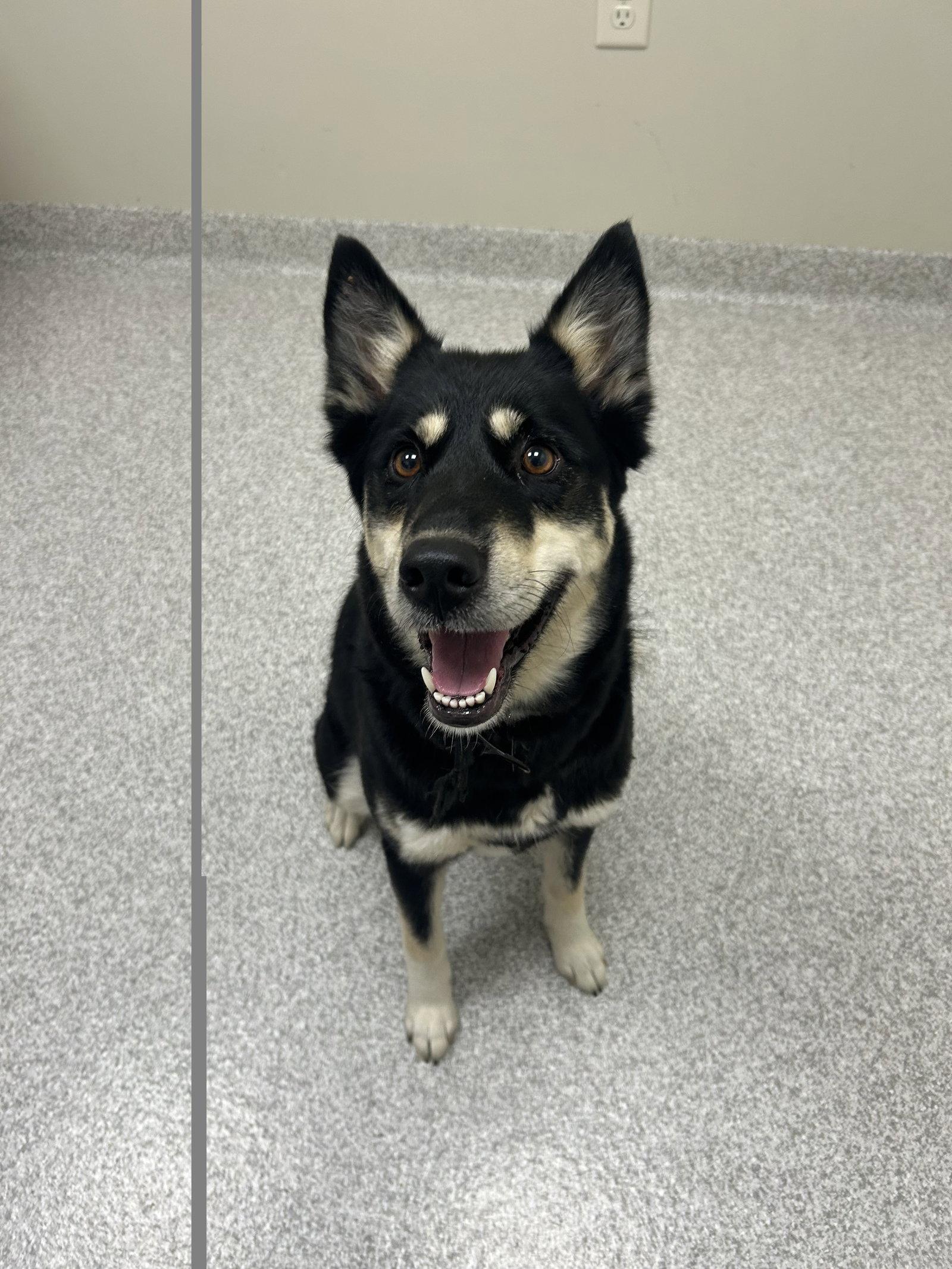 Raya, Adoptable, Young Female English Shepherd.