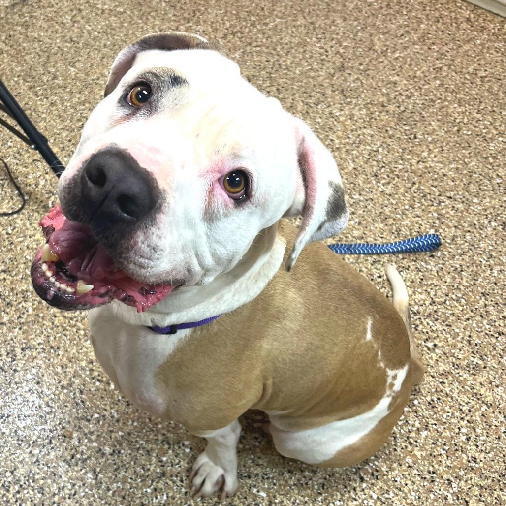 Polo, a Adoptable Pit Bull Terrier in Cheyenne, WY image 1/2