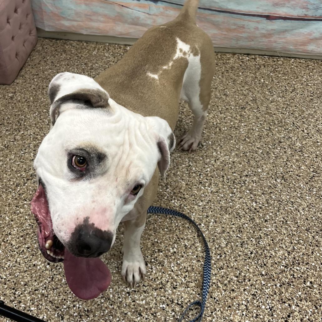 Polo, a Adoptable Pit Bull Terrier in Cheyenne, WY image 2/2