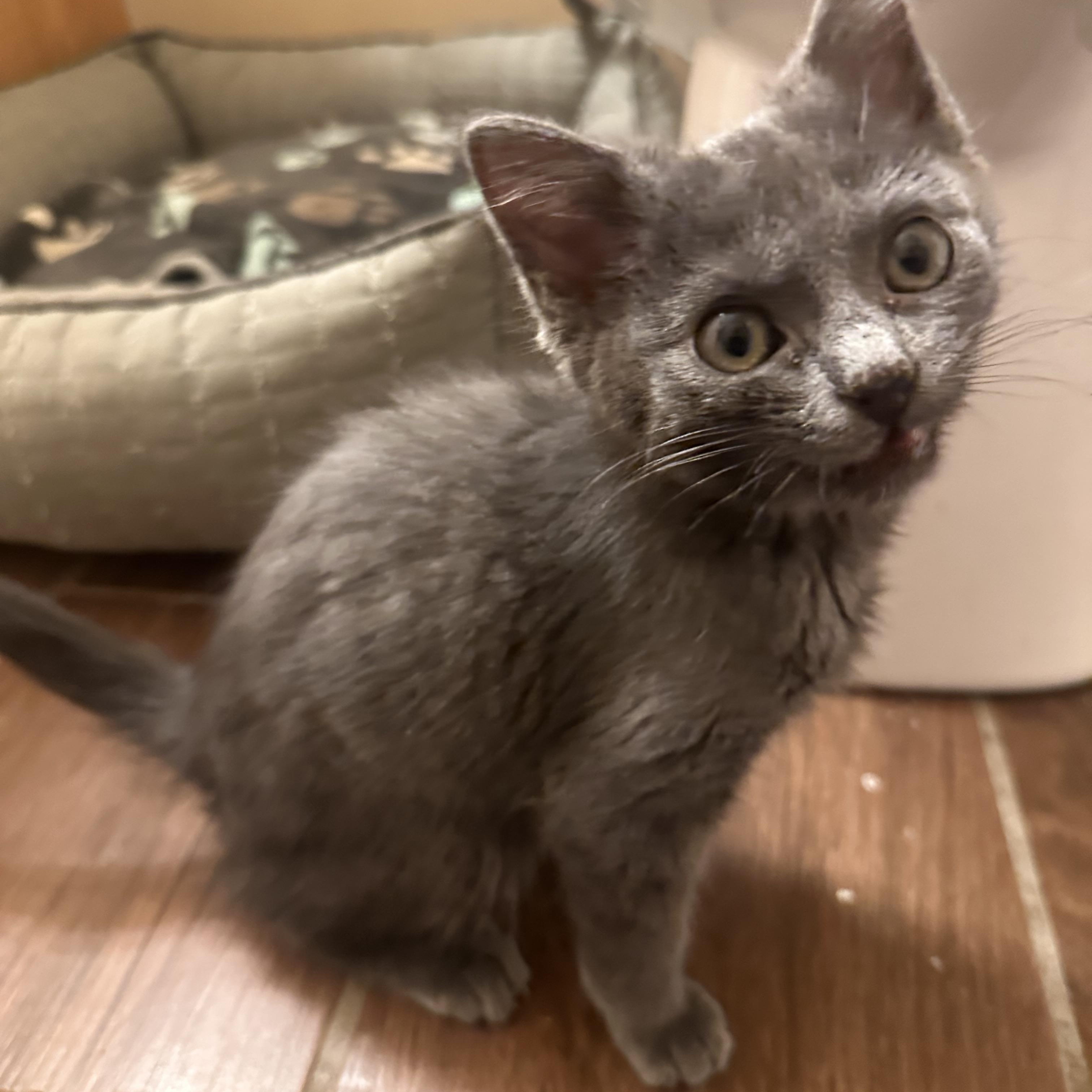 Enlarge Finn, a ADOPTABLE Domestic Short Hair in Lexington, KY image 3/4