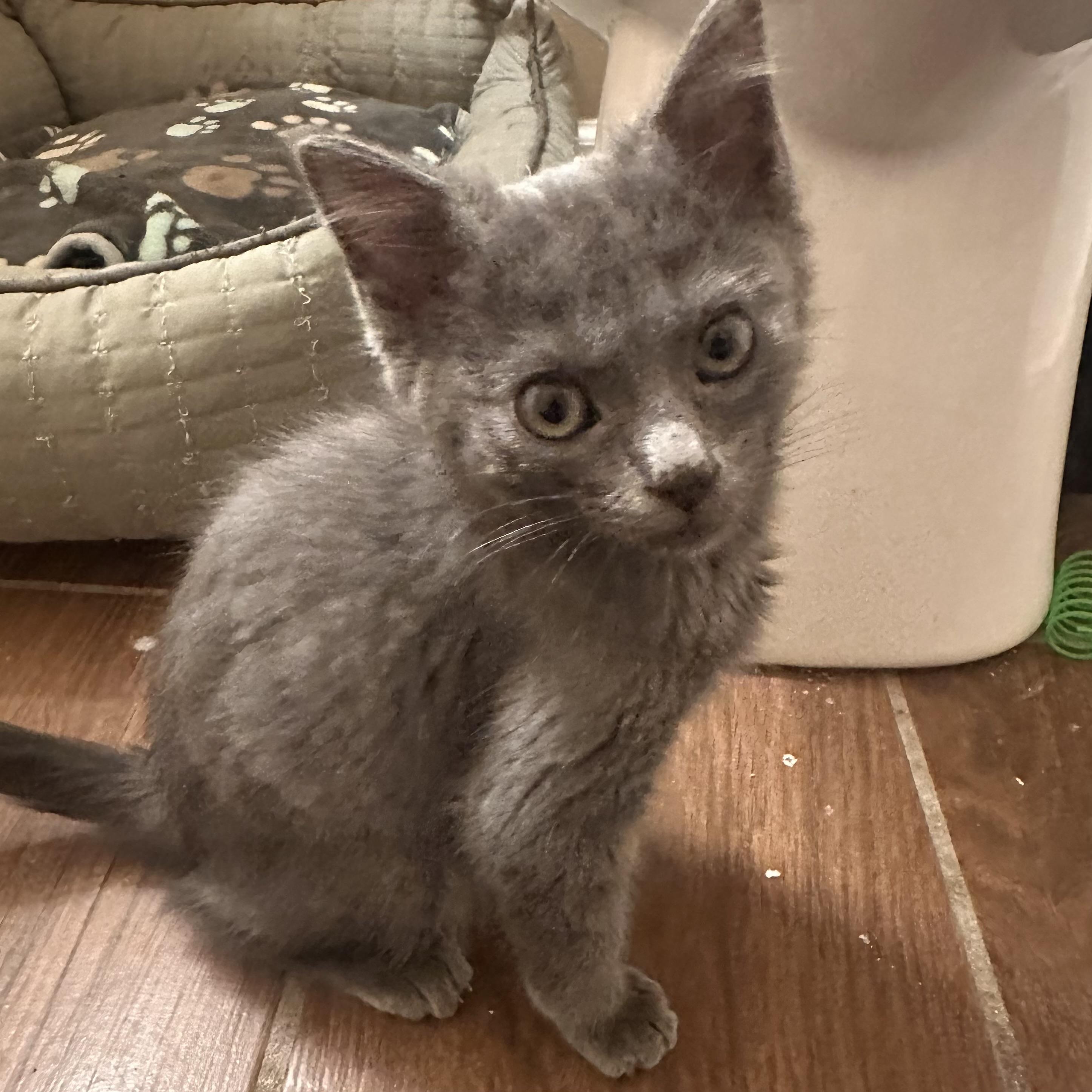 Enlarge Finn, a ADOPTABLE Domestic Short Hair in Lexington, KY image 4/4