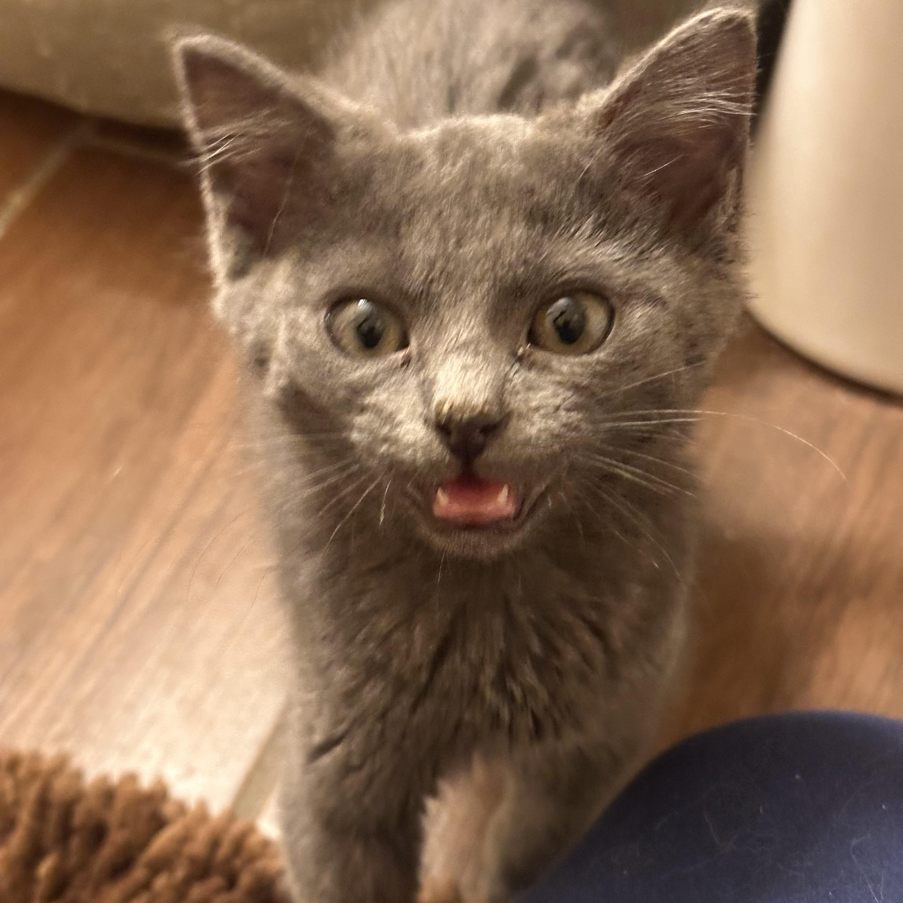 Enlarge Finn, a ADOPTABLE Domestic Short Hair in Lexington, KY image 1/4