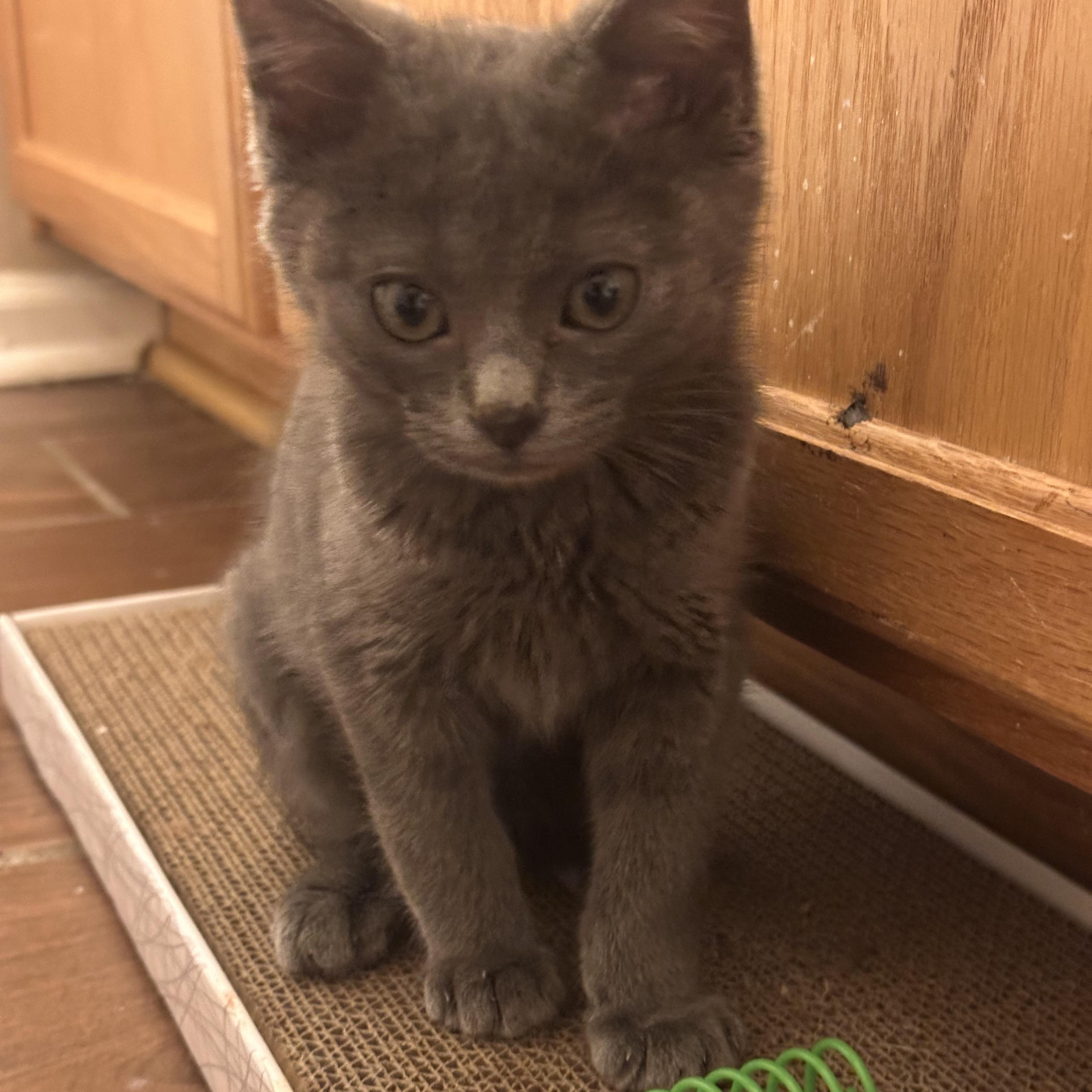 Enlarge Finn, a ADOPTABLE Domestic Short Hair in Lexington, KY image 2/4