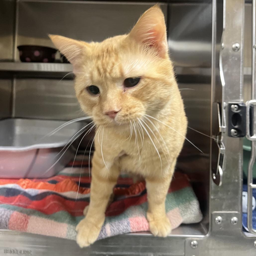 Merrow, Adoptable, Adult Male Domestic Short Hair.