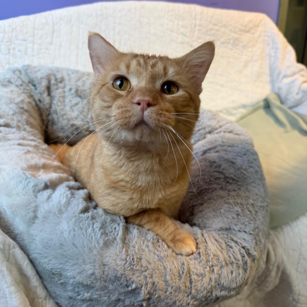 Merrow, a Adoptable Domestic Short Hair in Mankato, MN image 2/6