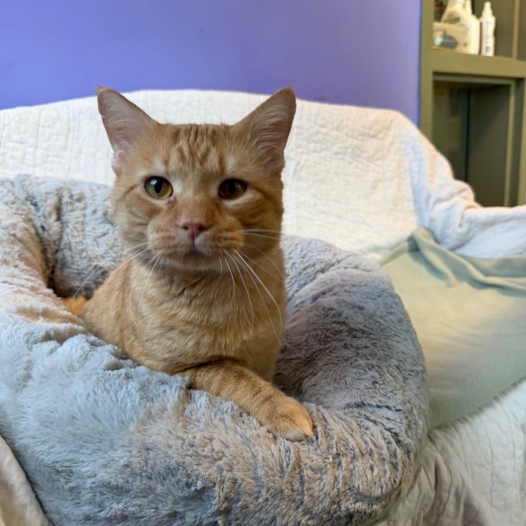 Merrow, a Adoptable Domestic Short Hair in Mankato, MN image 4/6
