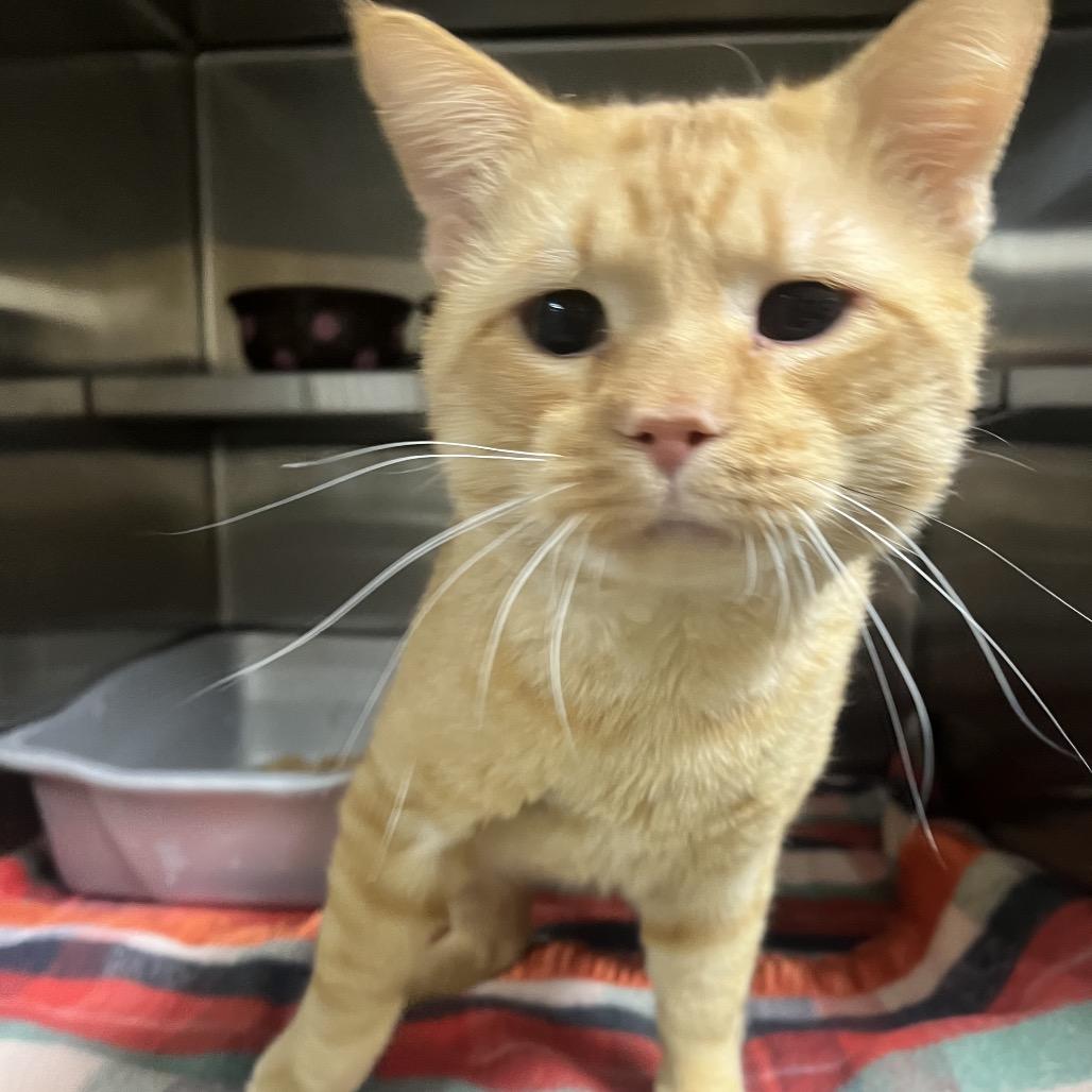 Enlarge Merrow, a Adoptable Domestic Short Hair in Mankato, MN image 3/4