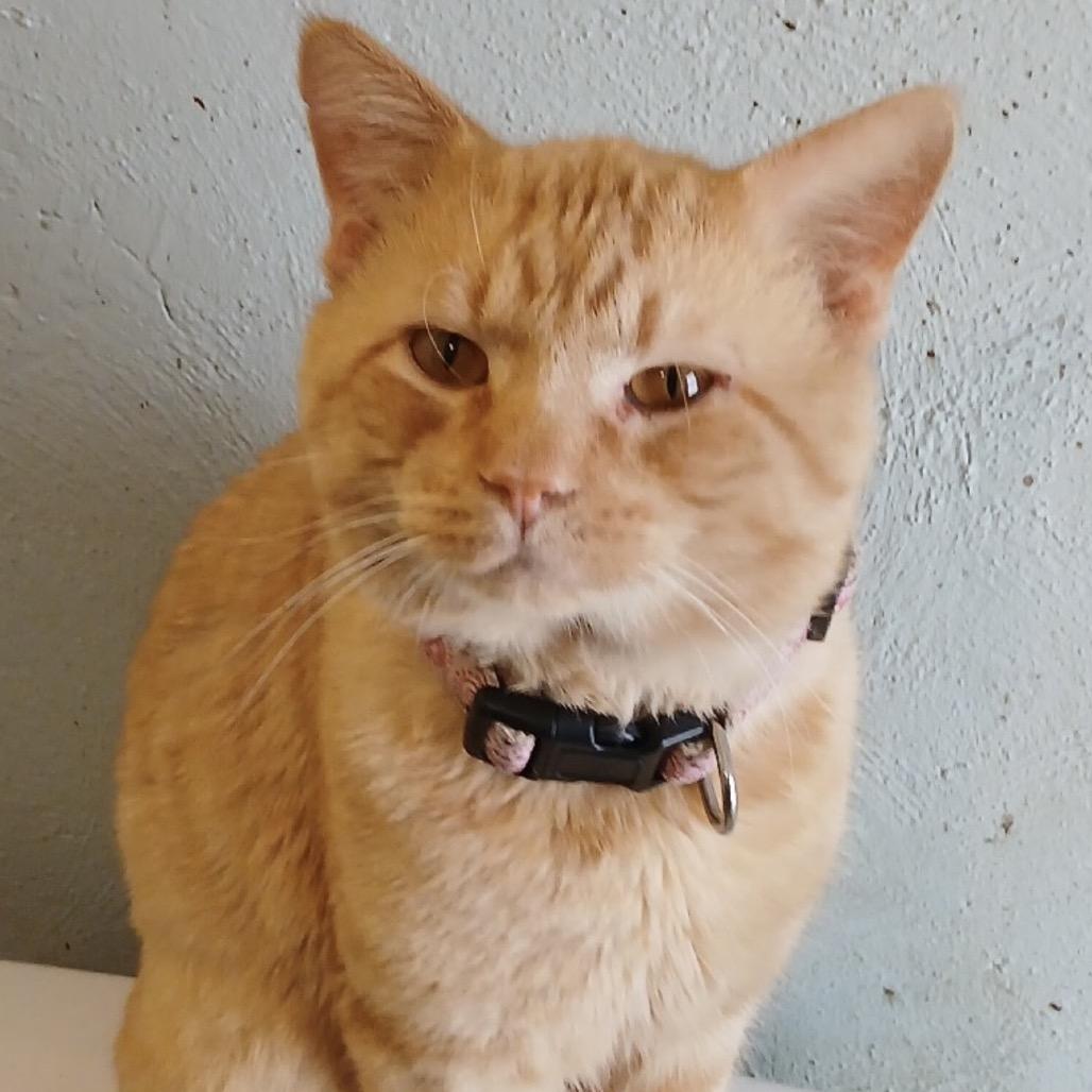 Enlarge Merrow, a Adoptable Domestic Short Hair in Mankato, MN image 4/4