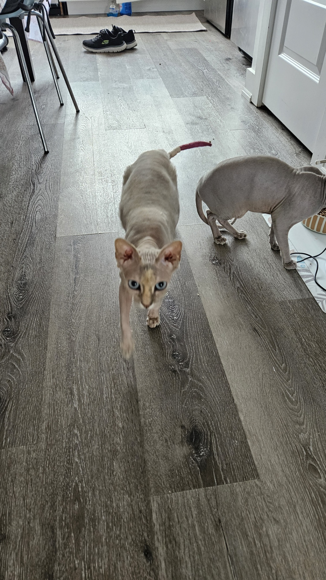 Mila, a Adopted Sphynx / Hairless Cat in Bolton, ON image 4/4