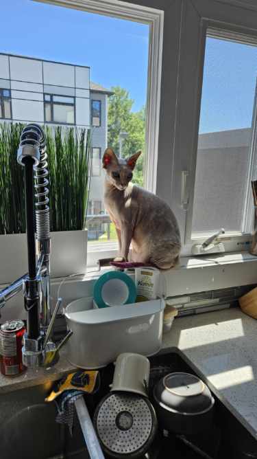 Mila, a Adopted Sphynx / Hairless Cat in Bolton, ON image 3/4