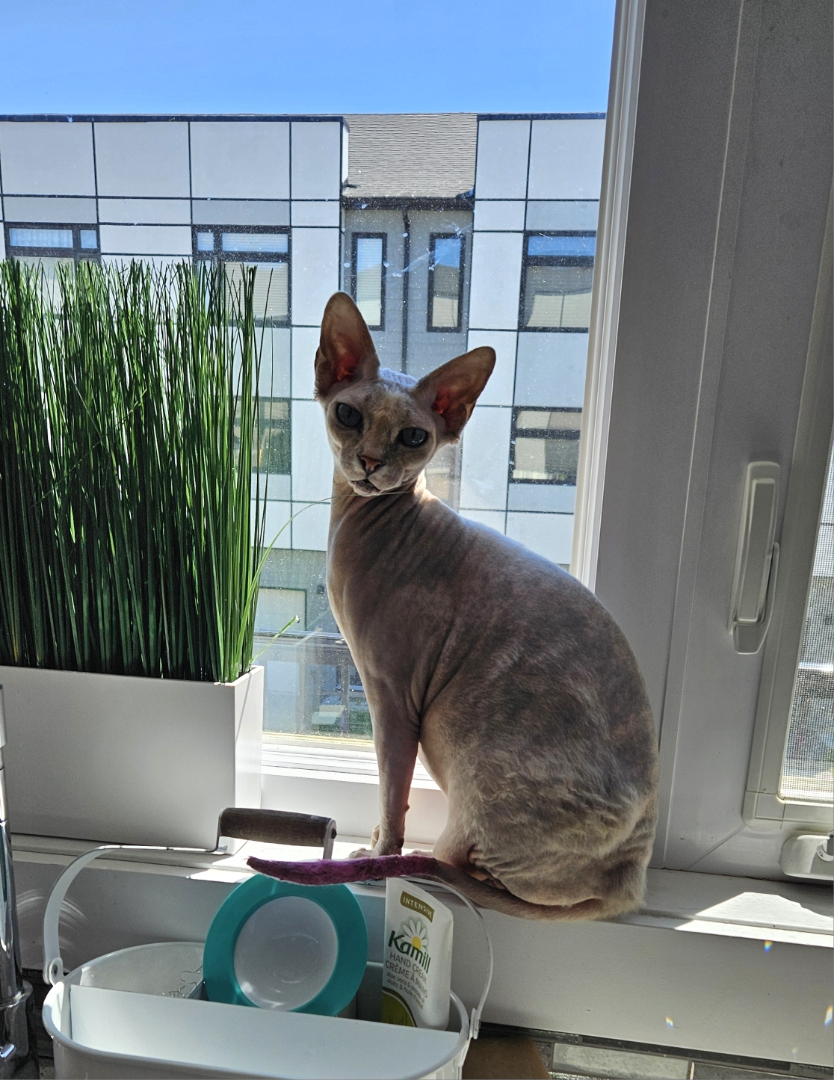 Mila, a Adopted Sphynx / Hairless Cat in Bolton, ON image 1/4