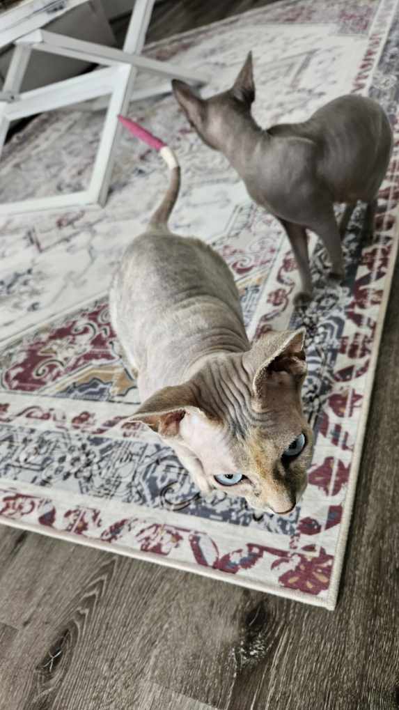 Mila, a Adopted Sphynx / Hairless Cat in Bolton, ON image 2/4