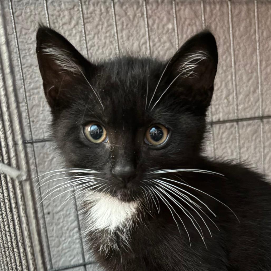 Charly, Adoptable, Kitten Male Domestic Short Hair.