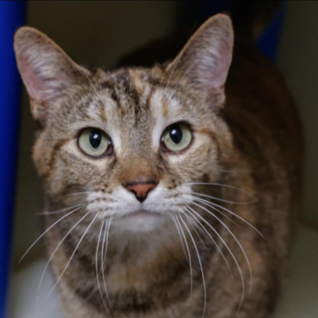 Ice, adopted, Adult Female Domestic Short Hair.