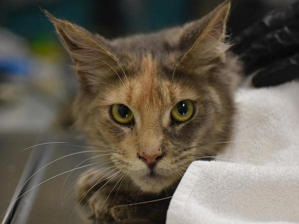 Enlarge Fraction, a Adoptable mixed breed in Portland, OR image 1/2