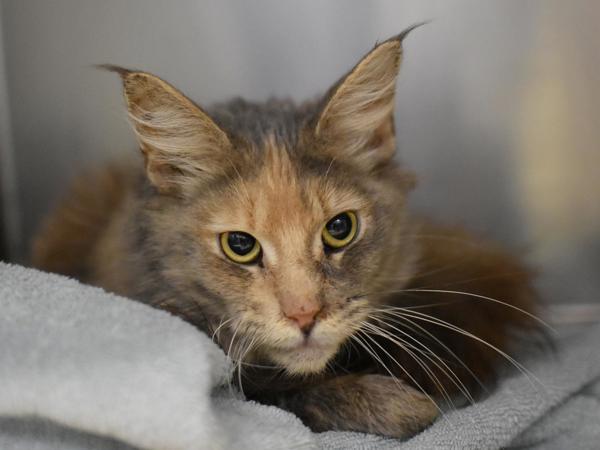 Enlarge Fraction, a Adoptable mixed breed in Portland, OR image 2/2