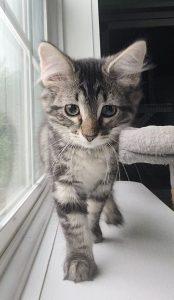 Zoe, ADOPTABLE, Young Female Domestic Medium Hair.
