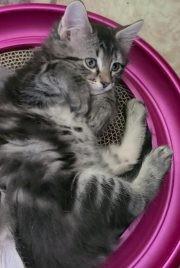 Zoe, a ADOPTABLE Domestic Medium Hair in Elizabeth, IL image 3/3