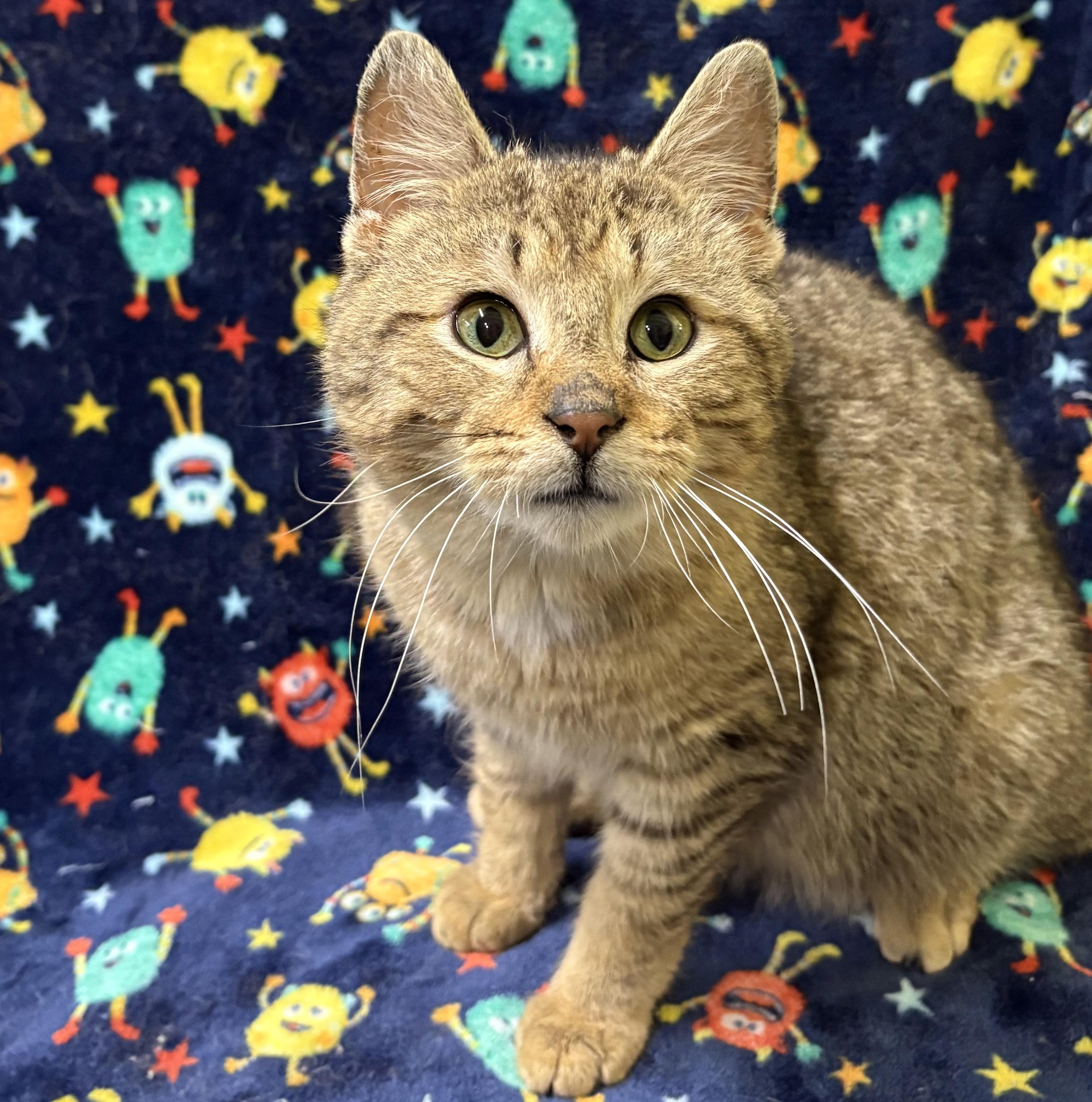 Enlarge TIGER, an adopted Domestic Short Hair in Tillsonburg, ON image 4/5