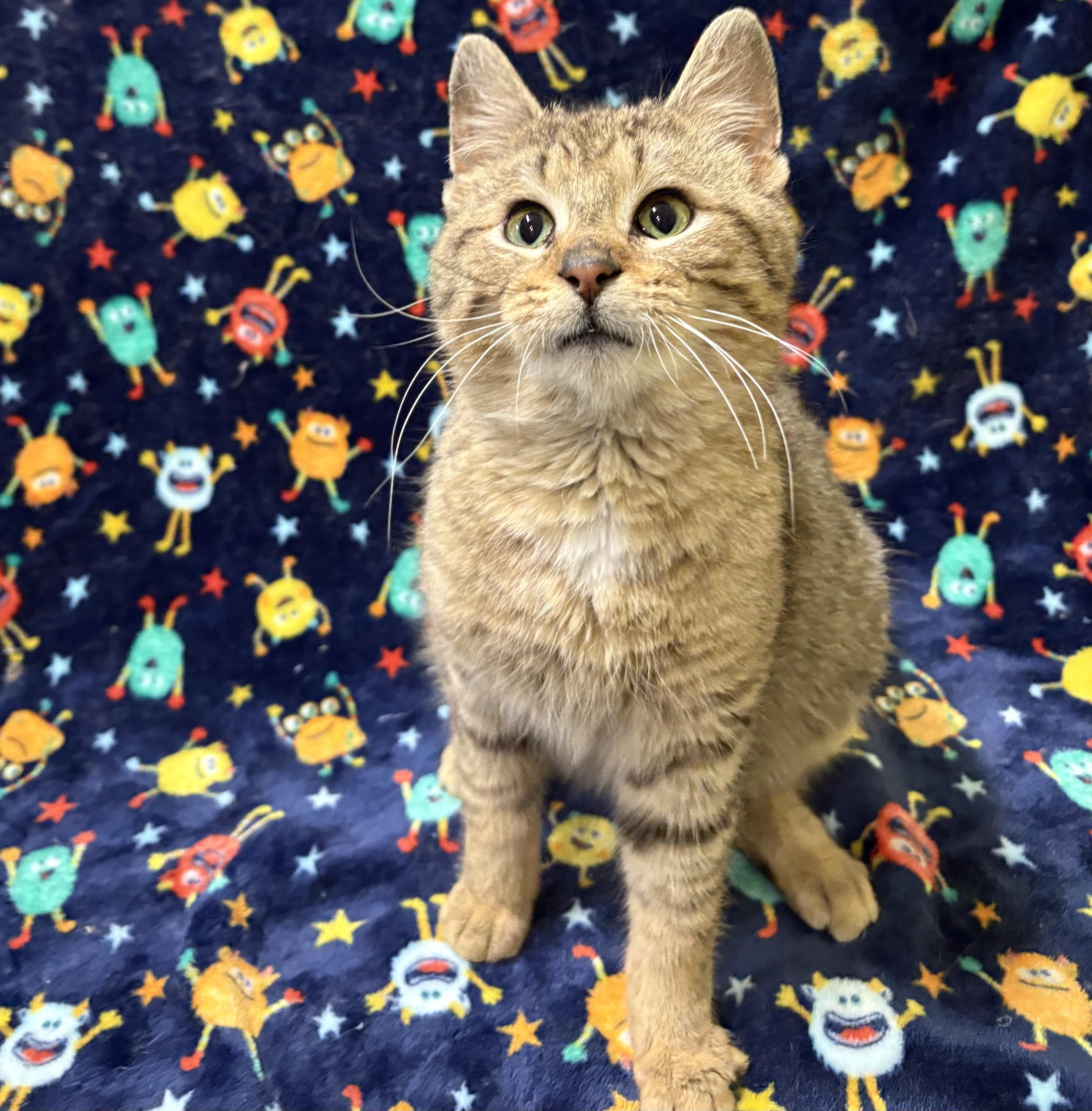 Enlarge TIGER, an adopted Domestic Short Hair in Tillsonburg, ON image 5/5
