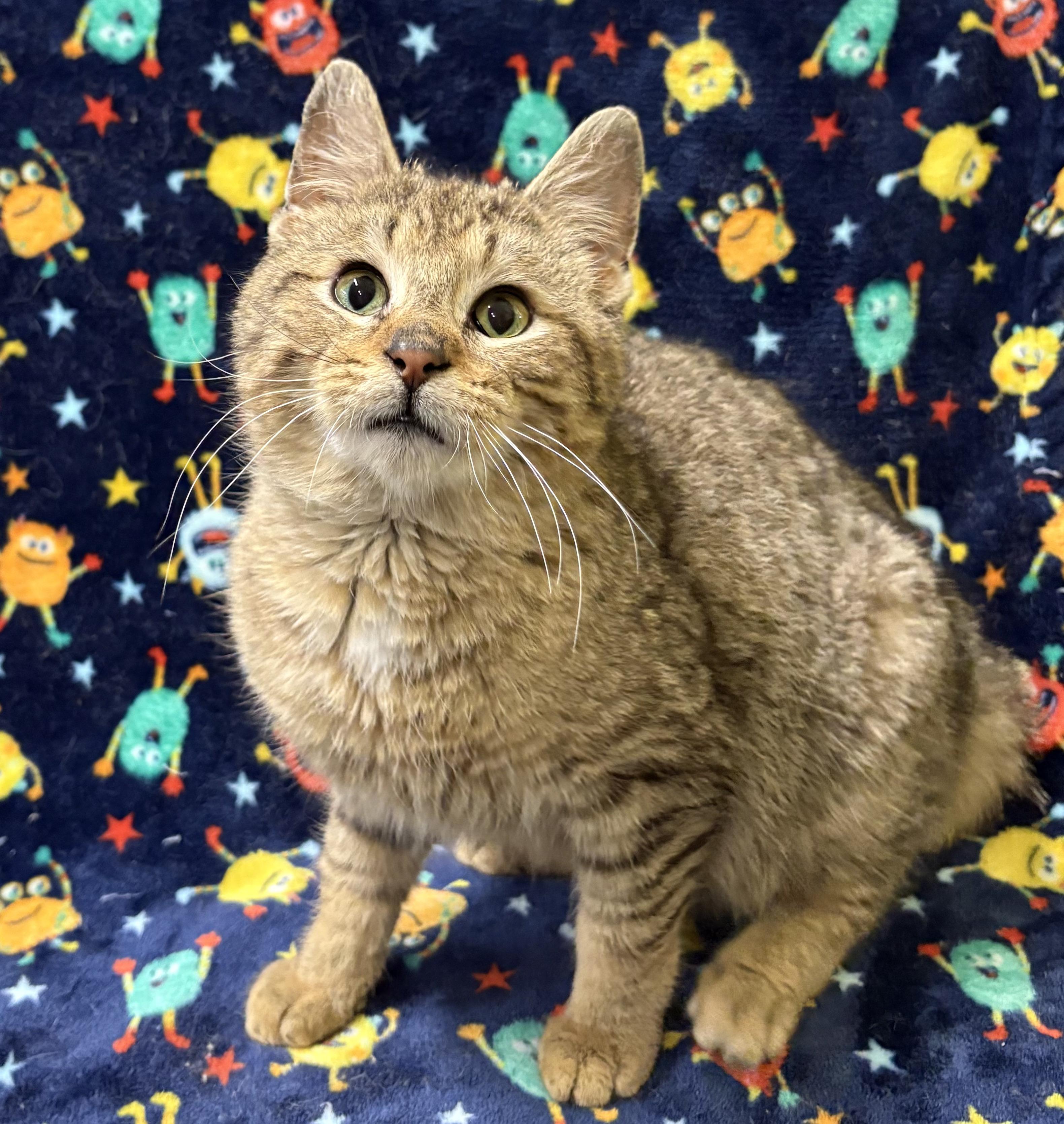 Enlarge TIGER, an adopted Domestic Short Hair in Tillsonburg, ON image 3/5