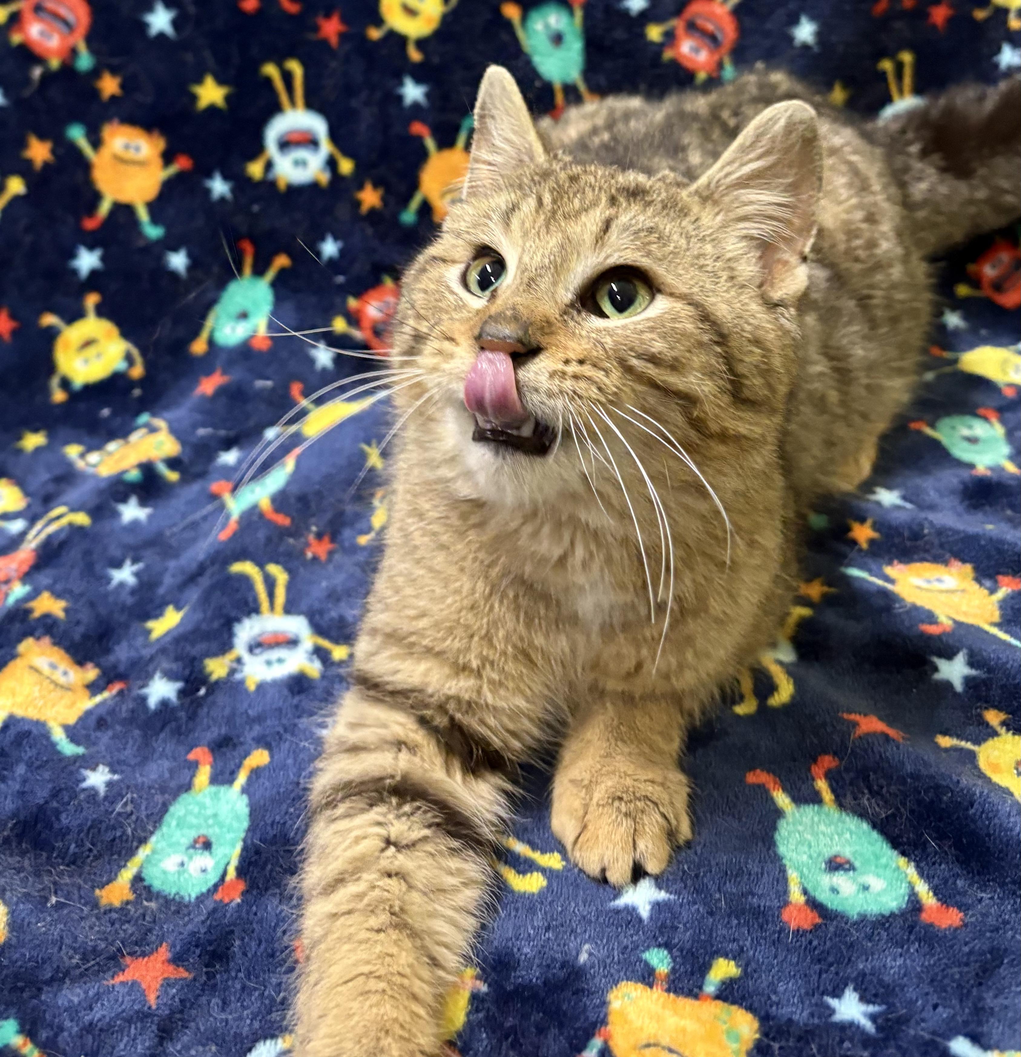 Enlarge TIGER, an adopted Domestic Short Hair in Tillsonburg, ON image 2/5