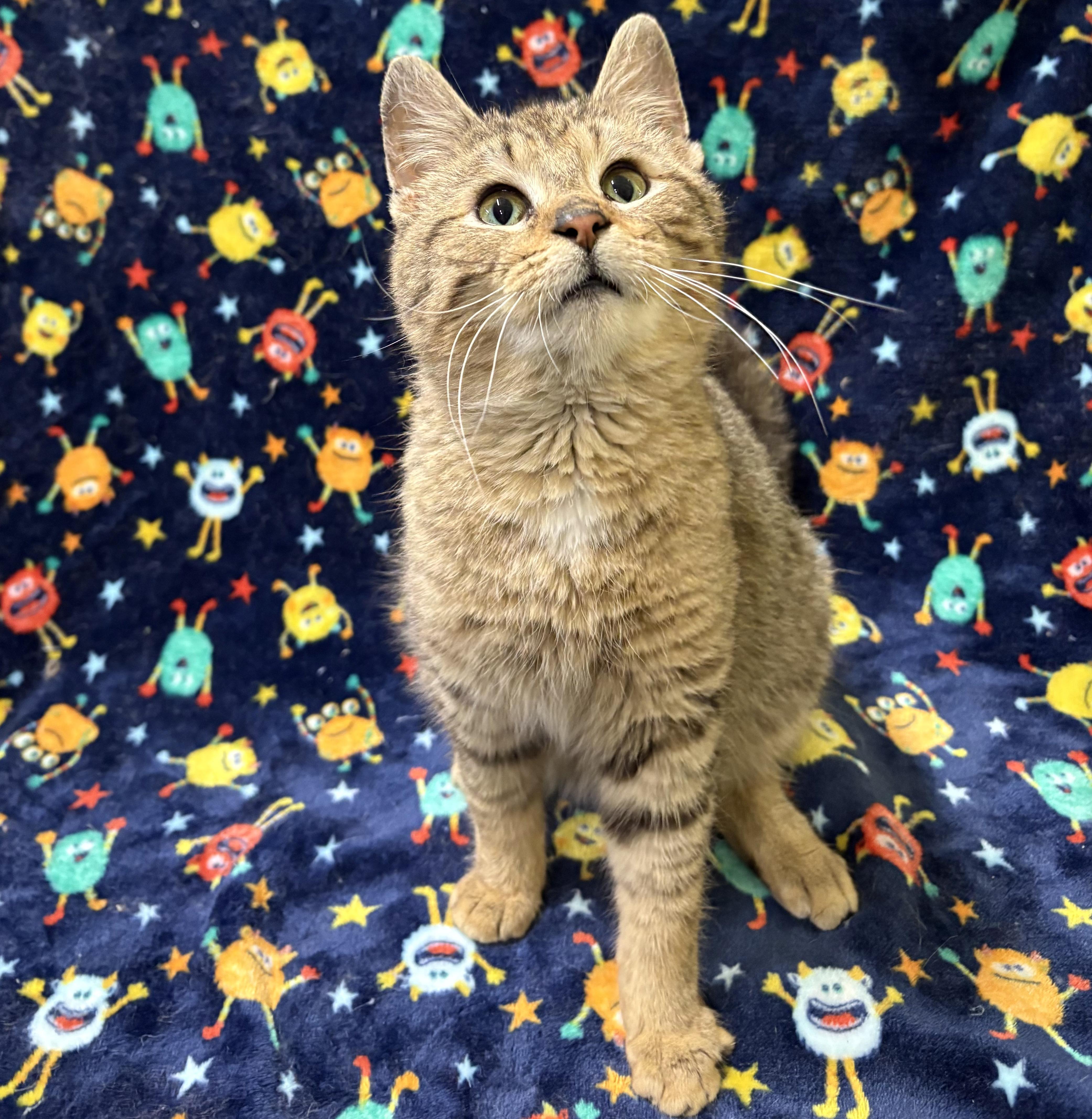 TIGER, adopted, Kitten Male Domestic Short Hair.