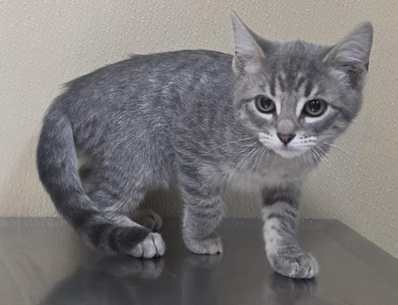 Sara, Adoptable, Kitten Female Domestic Short Hair & Tabby.