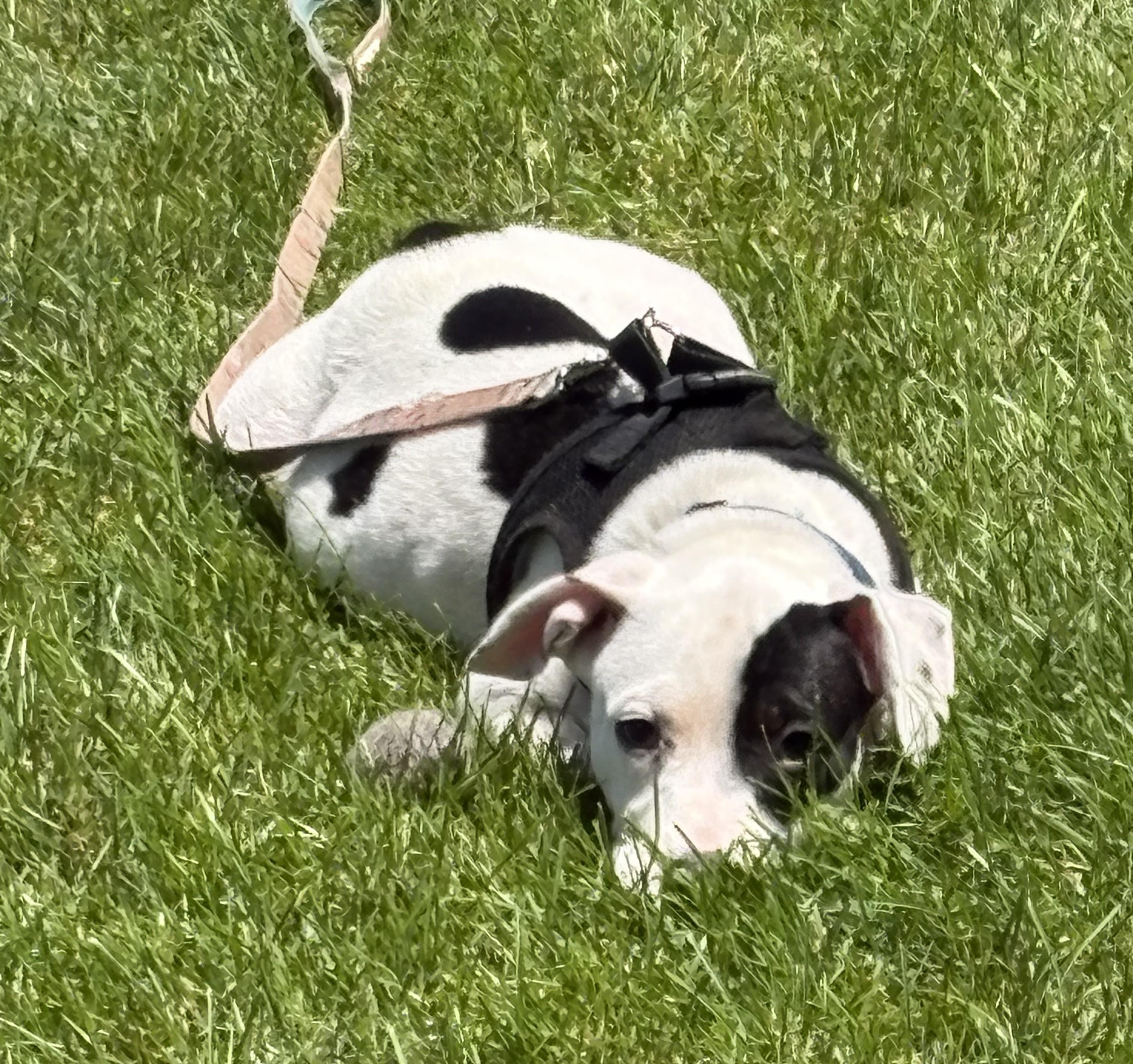Enlarge Deb frompayroll, an adoptable mixed breed in Palatine, IL image 2/4