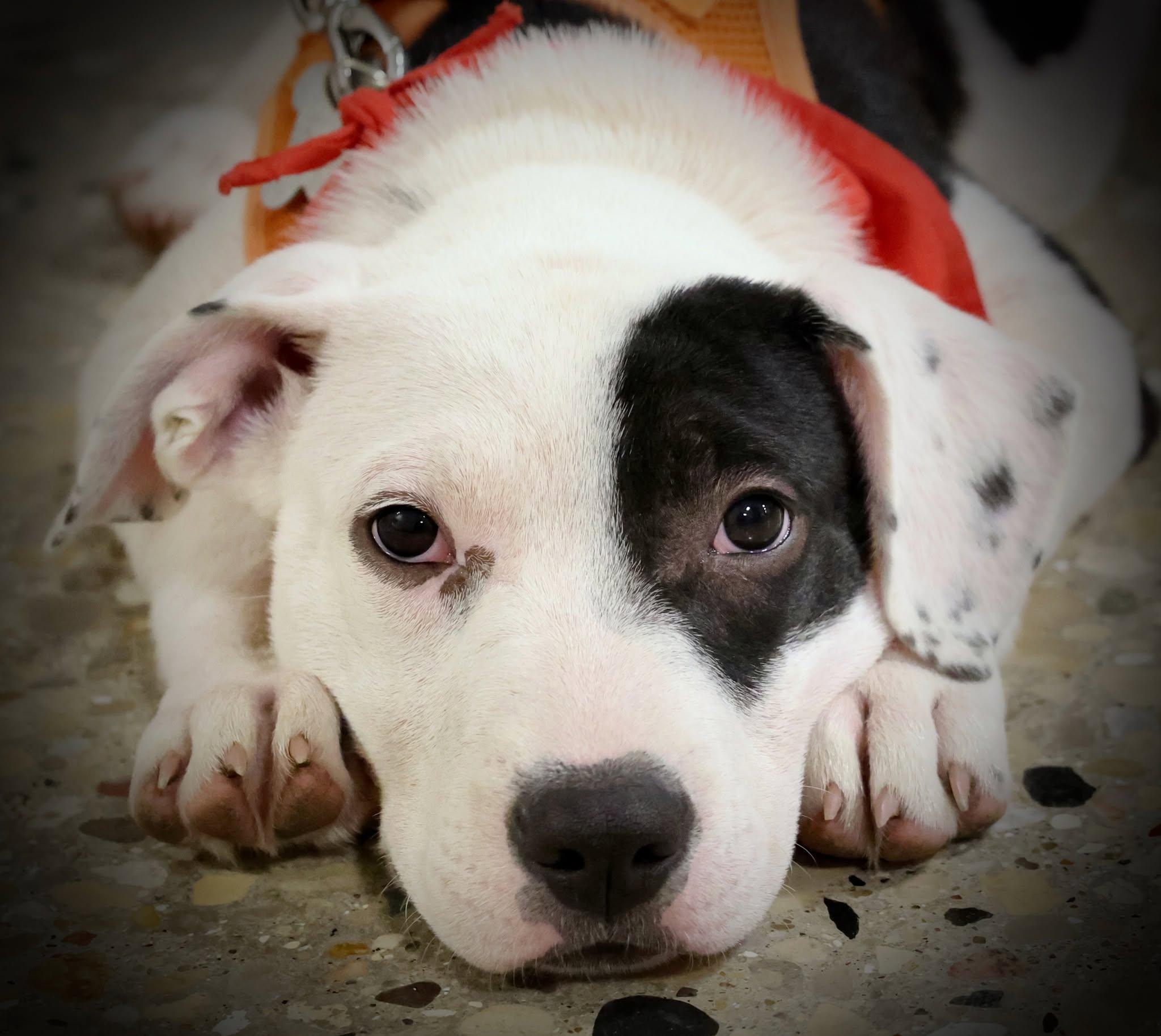 Deb frompayroll, an adoptable mixed breed in Palatine, IL image 1/6