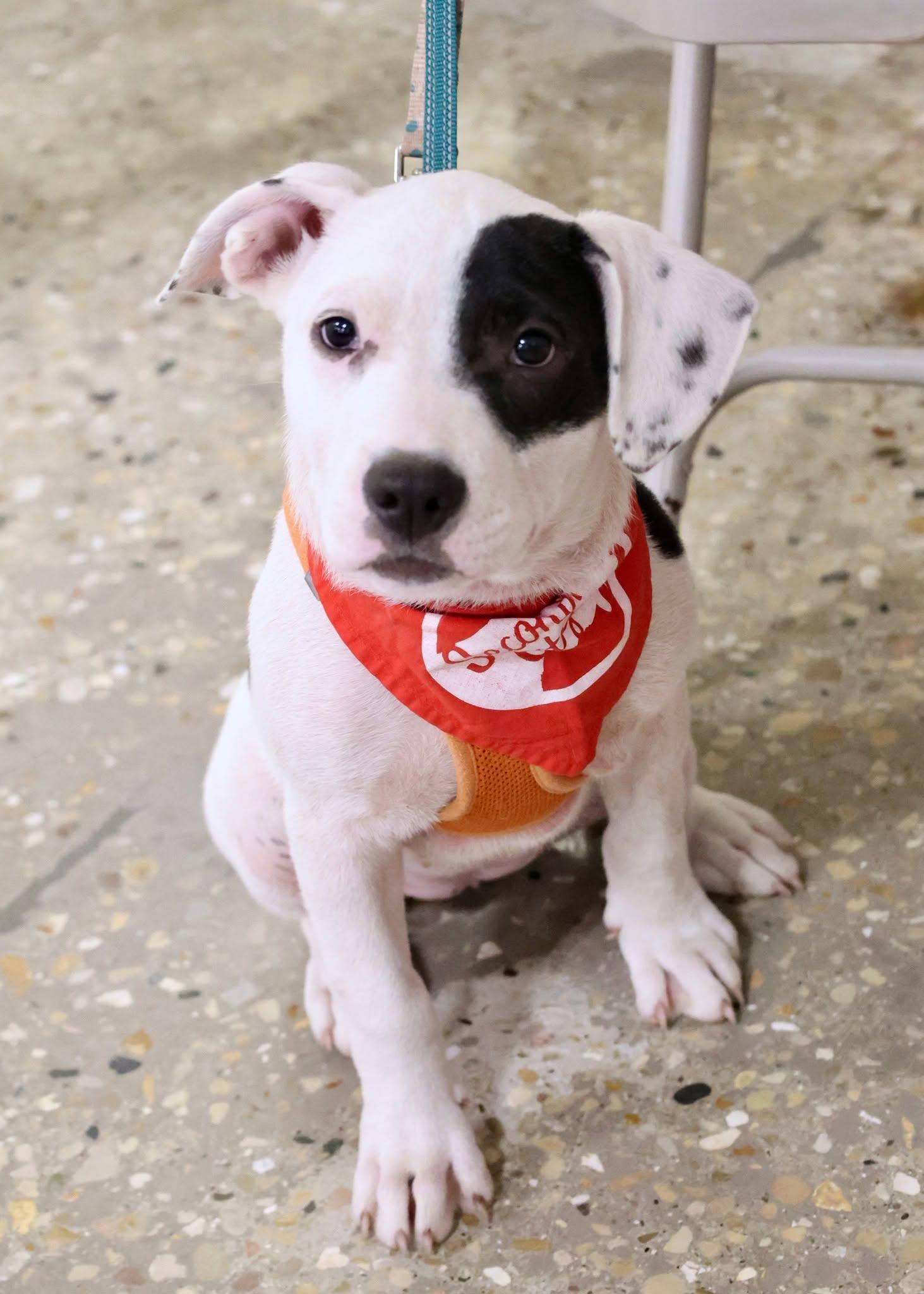 Deb frompayroll, an adoptable mixed breed in Palatine, IL image 2/6
