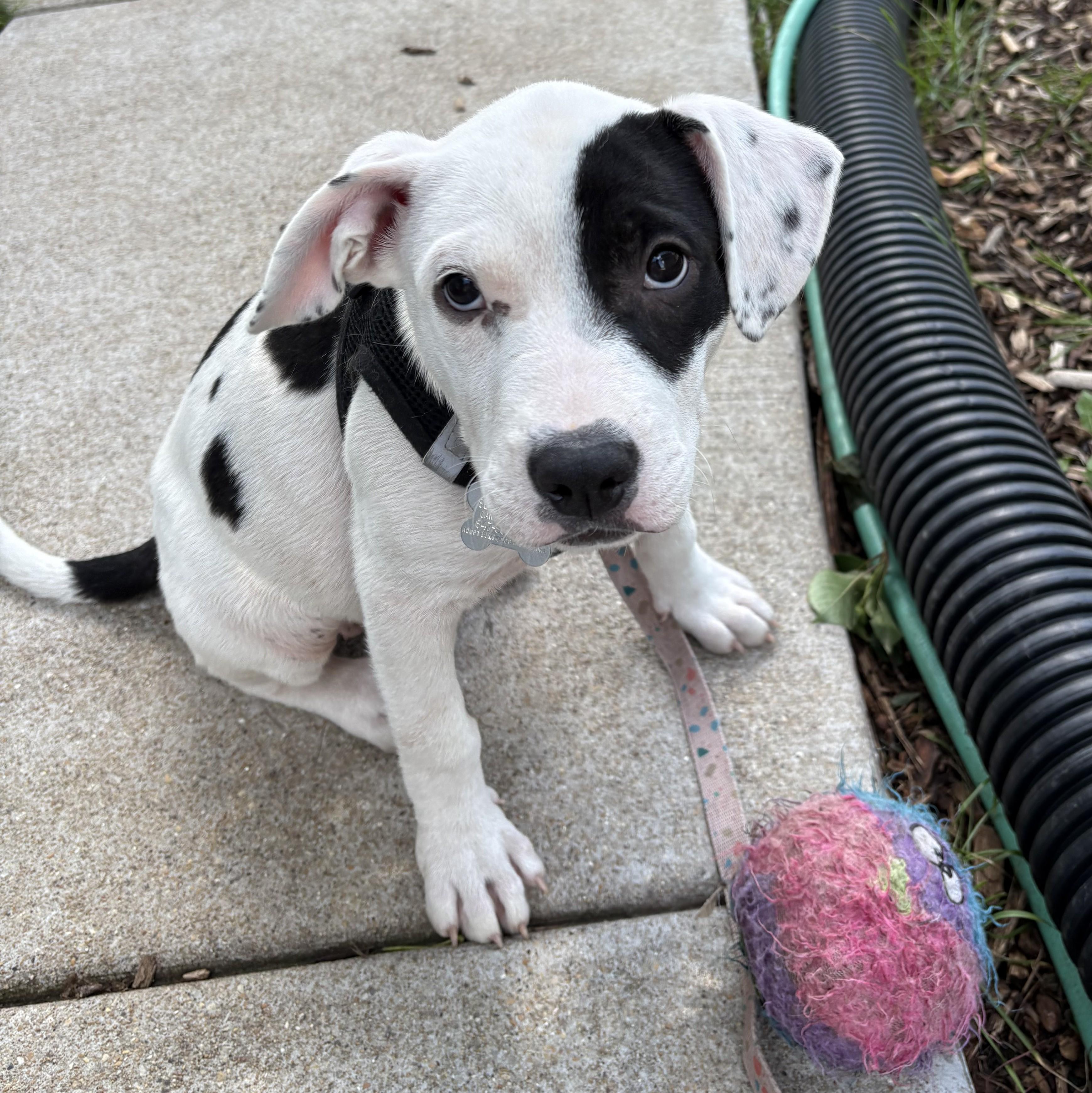 Deb frompayroll, adoptable, Puppy Female Terrier & Mixed Breed.