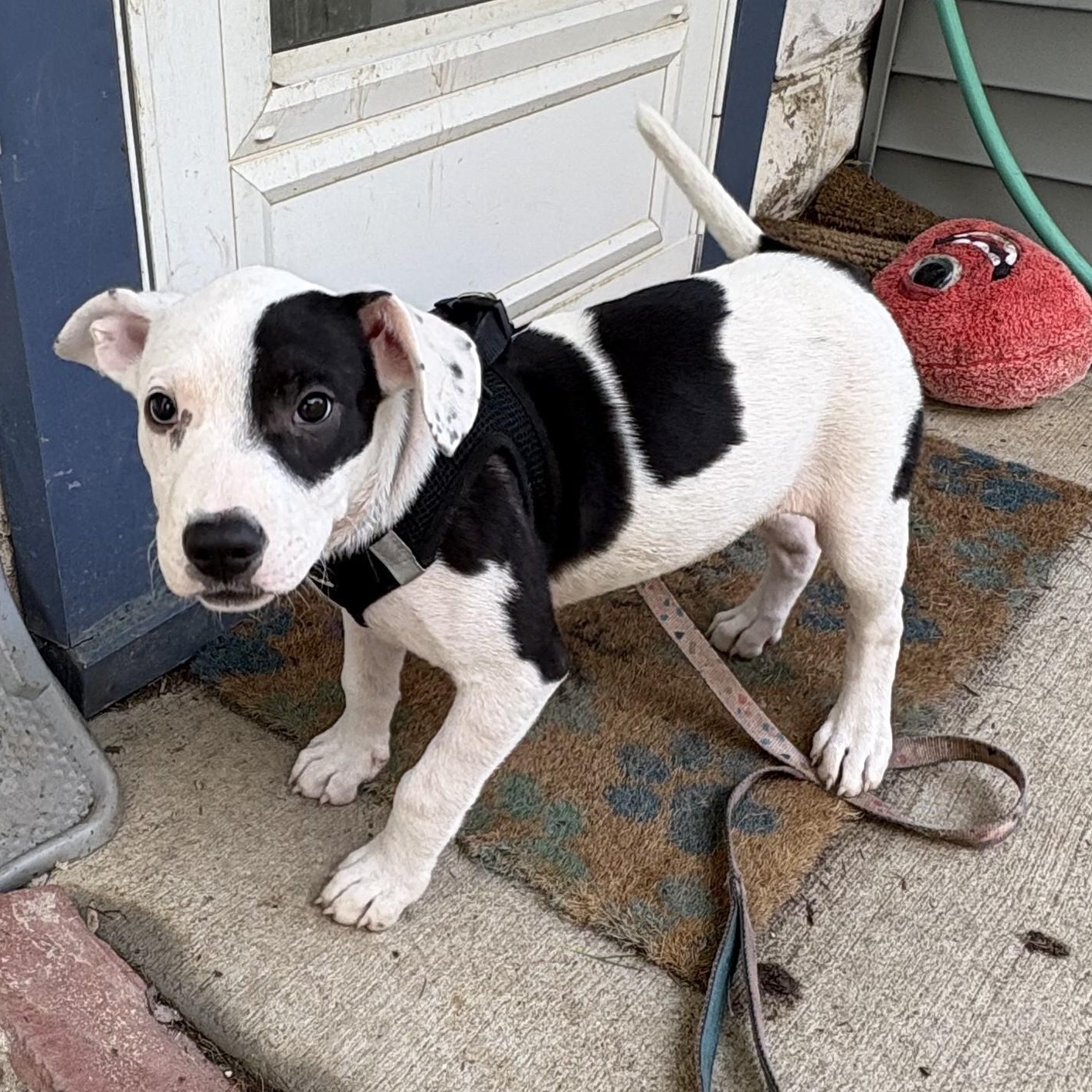 Enlarge Deb frompayroll, an adoptable mixed breed in Palatine, IL image 4/4
