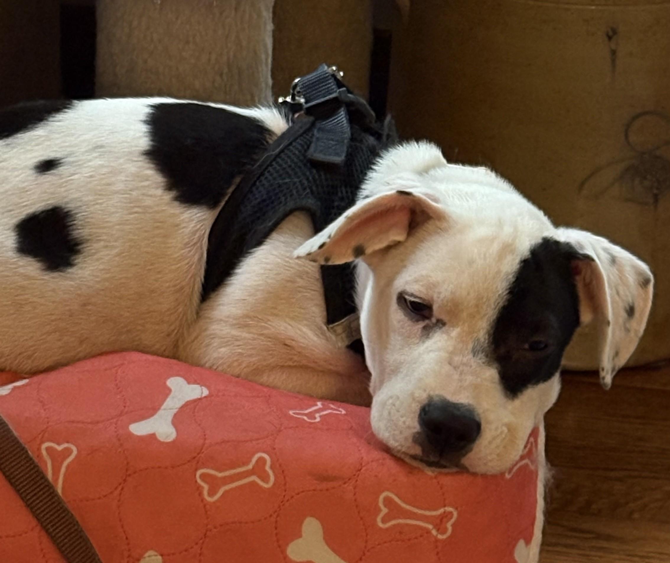 Enlarge Deb frompayroll, an adoptable mixed breed in Palatine, IL image 3/4