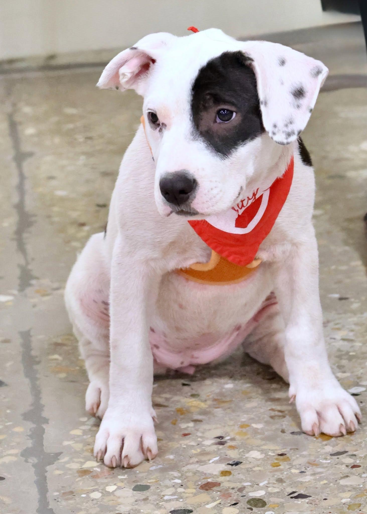 Deb frompayroll, an adoptable mixed breed in Palatine, IL image 3/6
