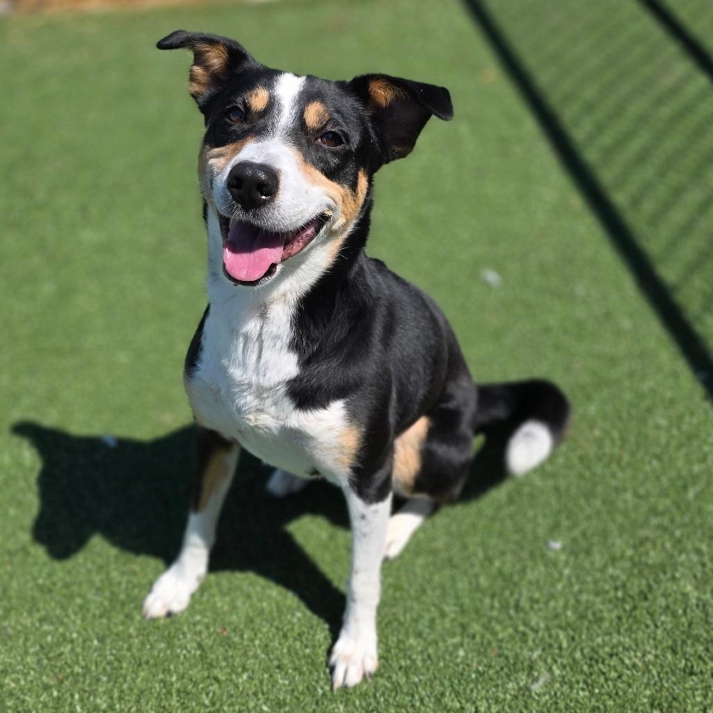 Buck, Adoptable, Adult Male Hound.