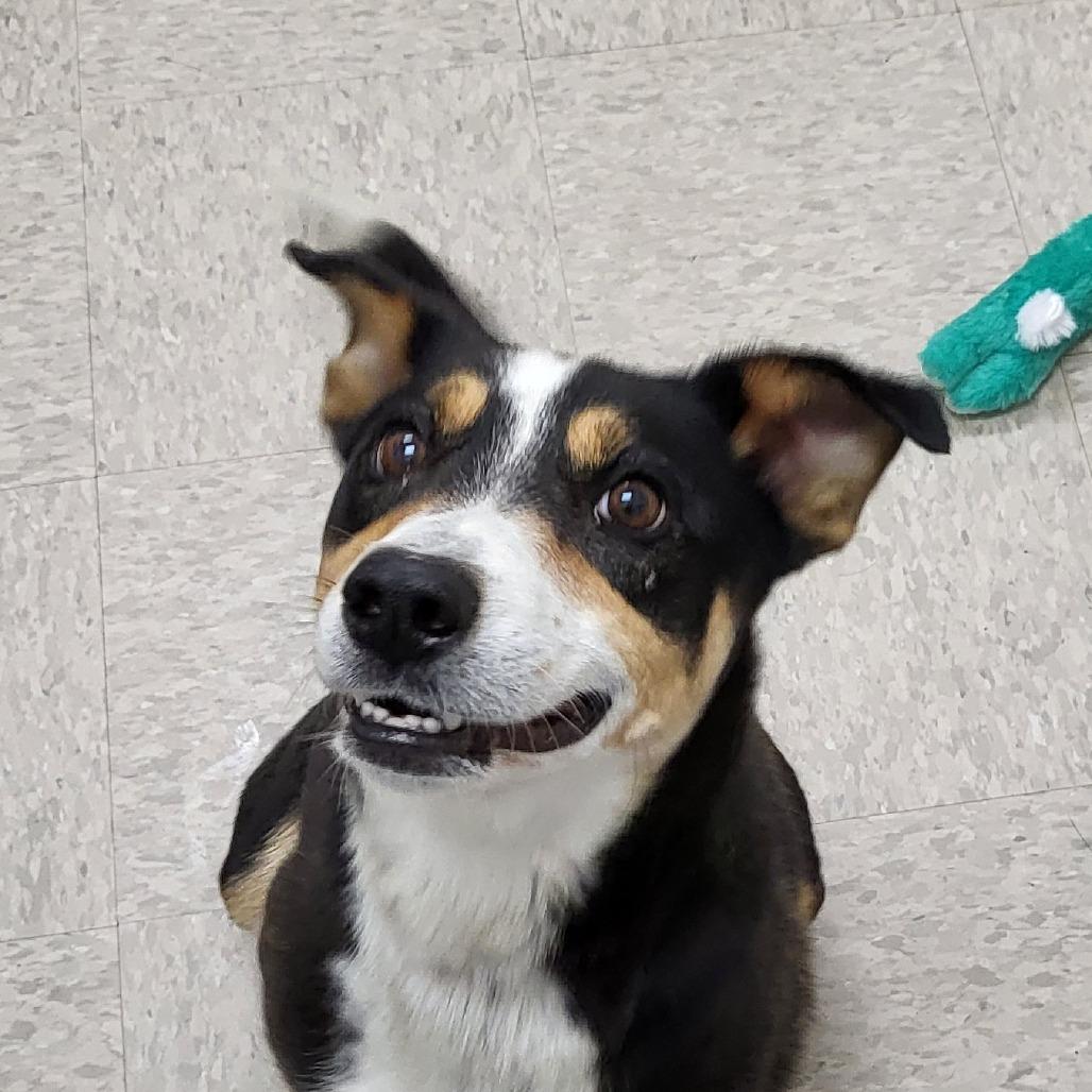 Buck, Adoptable, Adult Male Hound.